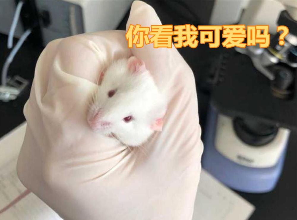 医学院的女生绝不认输我理解您想表达的意思，您可能在描述医学院女生在面对困难和挑战时的坚韧不拔和不服输的精神。这种精神是非常值得赞赏的。